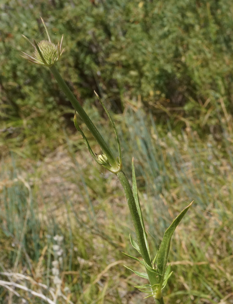 Изображение особи Dipsacus dipsacoides.