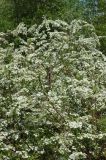 Spiraea &times; cinerea