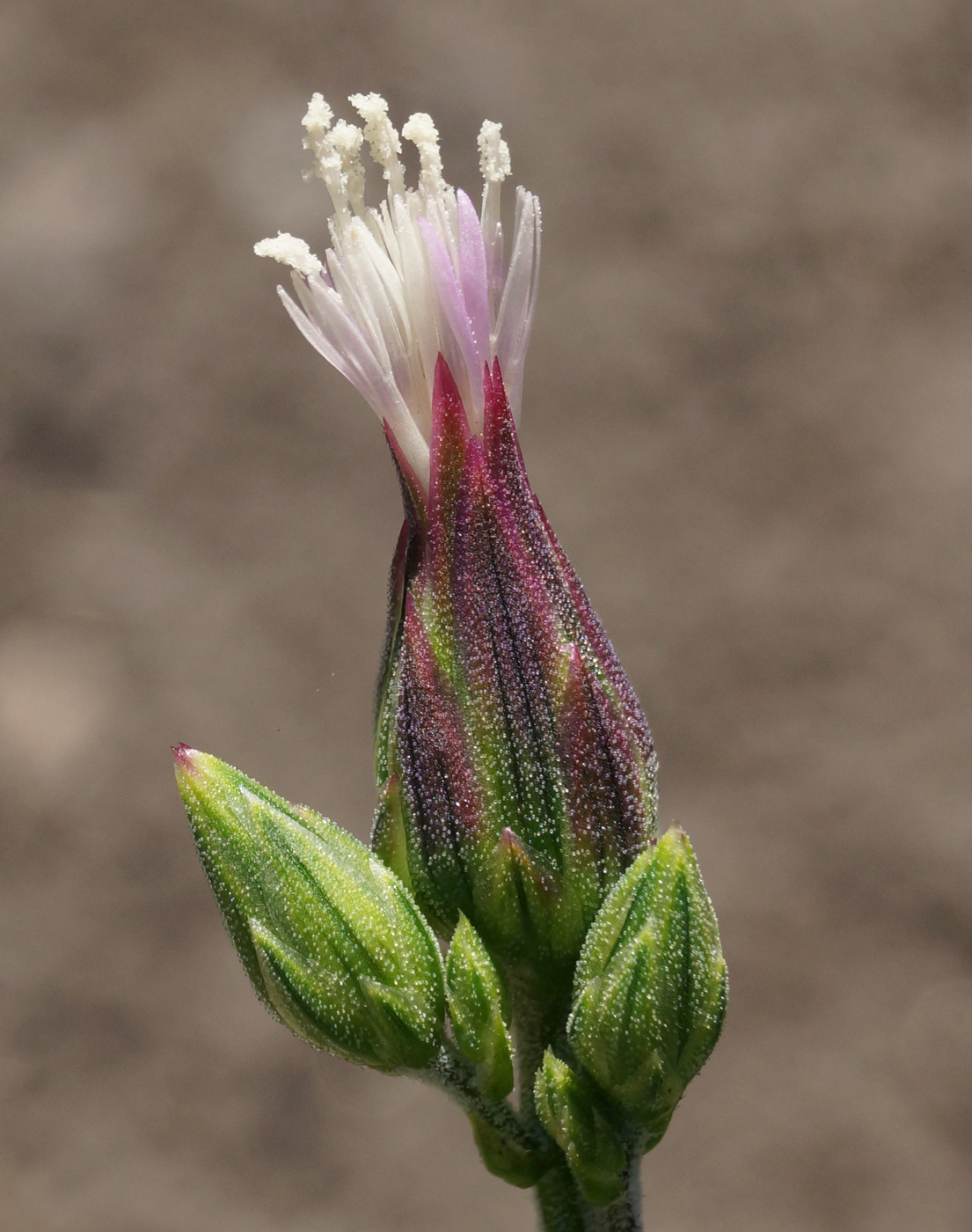 Image of Crupina vulgaris specimen.