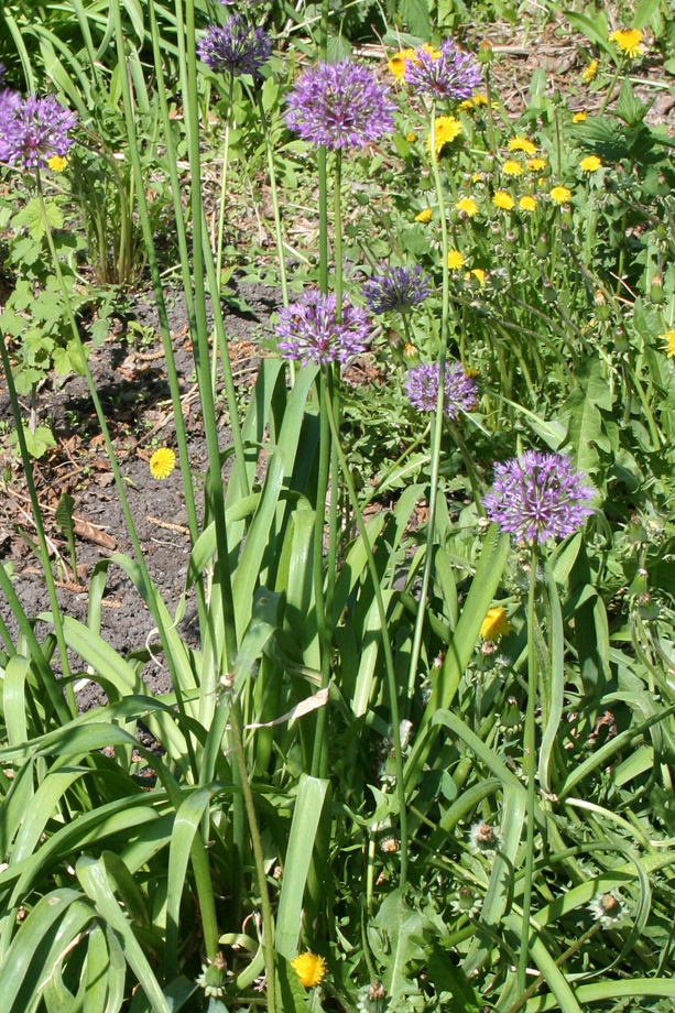 Изображение особи Allium rosenorum.