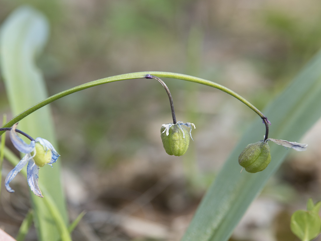 Изображение особи Scilla siberica.