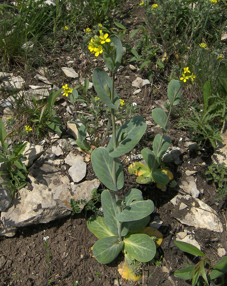 Image of Conringia austriaca specimen.