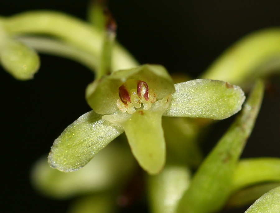 Image of Tulotis fuscescens specimen.