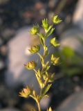 Potentilla supina