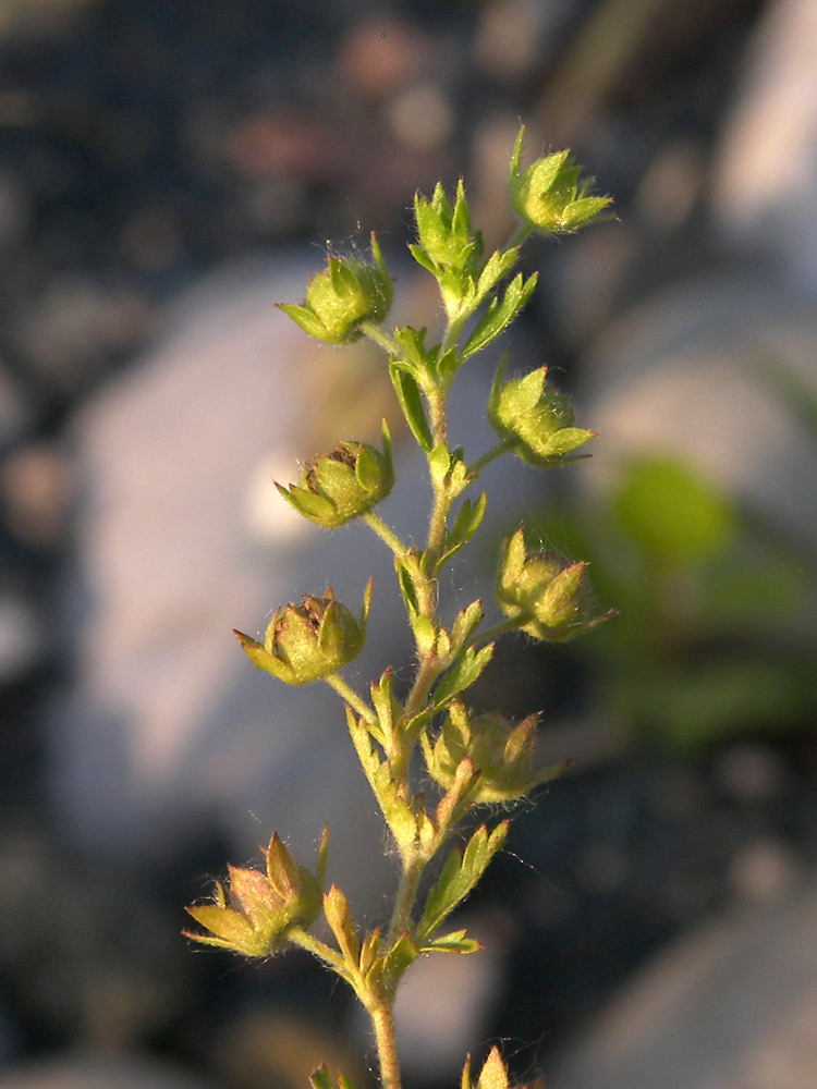 Image of Potentilla supina specimen.