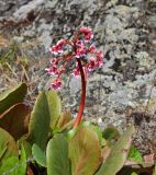 Bergenia crassifolia