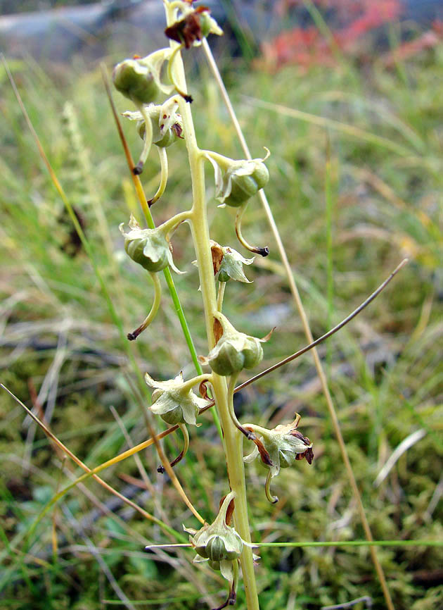 Image of Pyrola incarnata specimen.