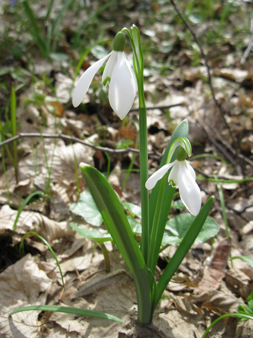 Изображение особи Galanthus nivalis.