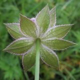 Astrantia maxima. Верхушка побега с соцветием (вид со стороны цветоноса). Адыгея, Кавказский биосферный заповедник, гора Гузерипль, субальпийский луг на склоне горы, ≈ 2100 м н.у.м. 26.07.2015.