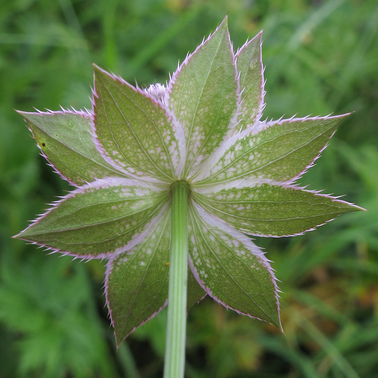 Изображение особи Astrantia maxima.