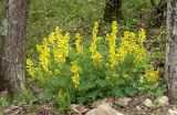 Corydalis speciosa