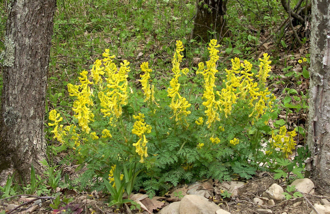 Image of Corydalis speciosa specimen.