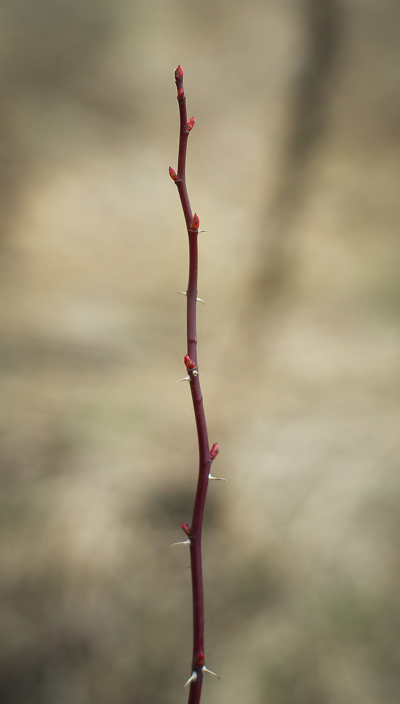 Image of Rosa cinnamomea specimen.