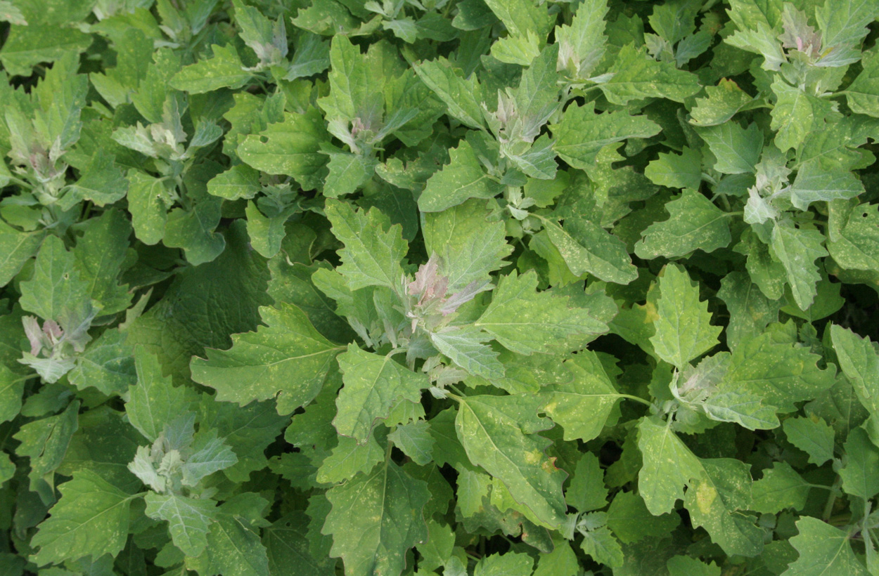 Image of Chenopodium album specimen.