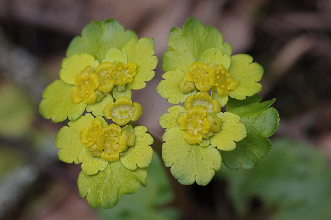 Image of Chrysosplenium alternifolium specimen.