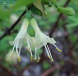 Lonicera altaica. Цветки. Москва, Кусково, аллея лесопарка. 05.05.2016.