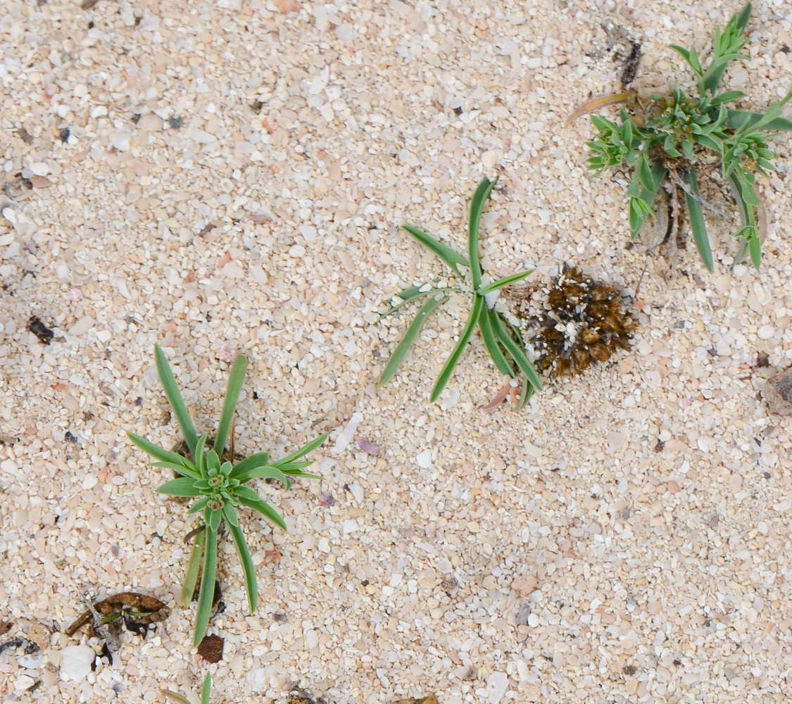 Image of Bupleurum semicompositum specimen.