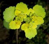 Chrysosplenium alternifolium