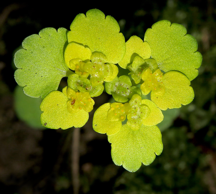 Image of Chrysosplenium alternifolium specimen.