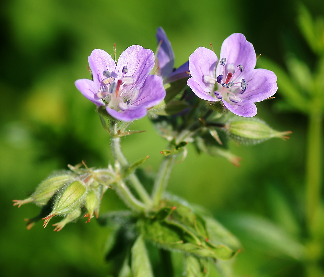 Изображение особи Geranium sylvaticum.