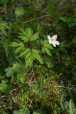 Anemone nemorosa