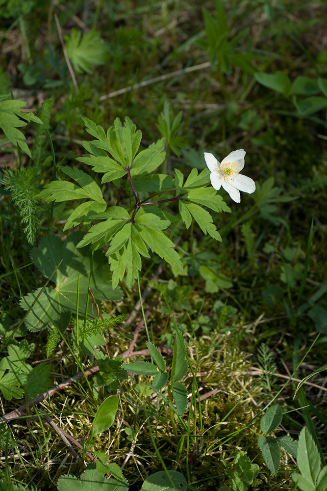 Изображение особи Anemone nemorosa.