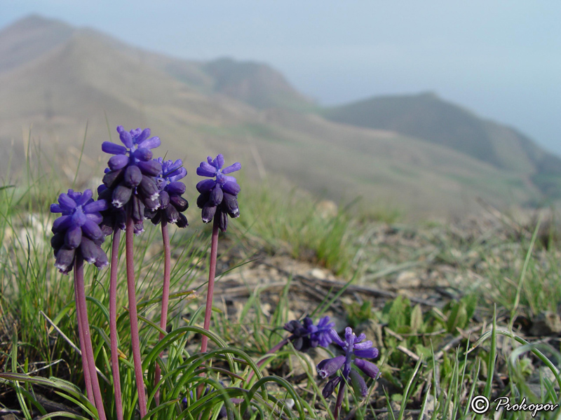 Изображение особи Muscari neglectum.