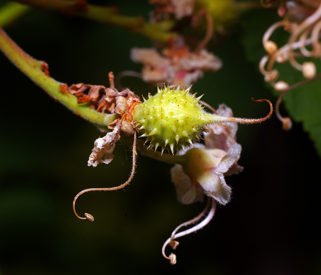 Изображение особи Aesculus hippocastanum.