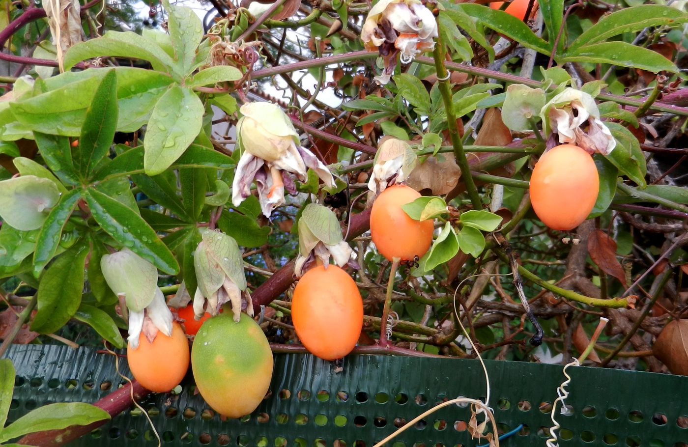 Image of Passiflora caerulea specimen.