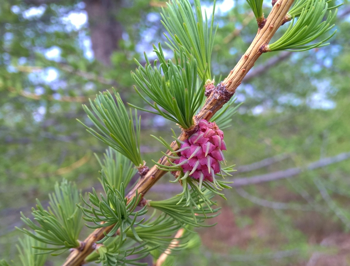 Image of Larix sukaczewii specimen.