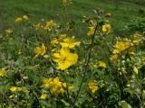 Chelidonium asiaticum