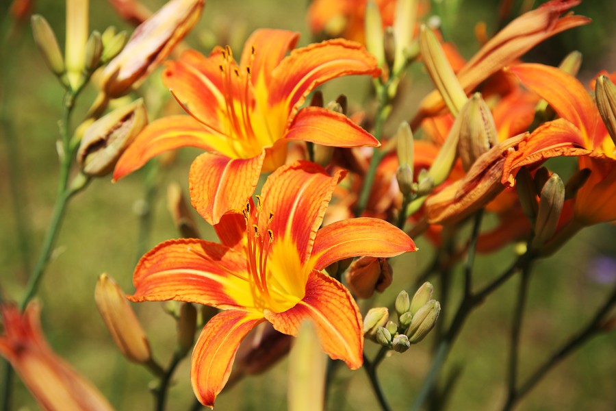 Image of Hemerocallis × hybrida specimen.