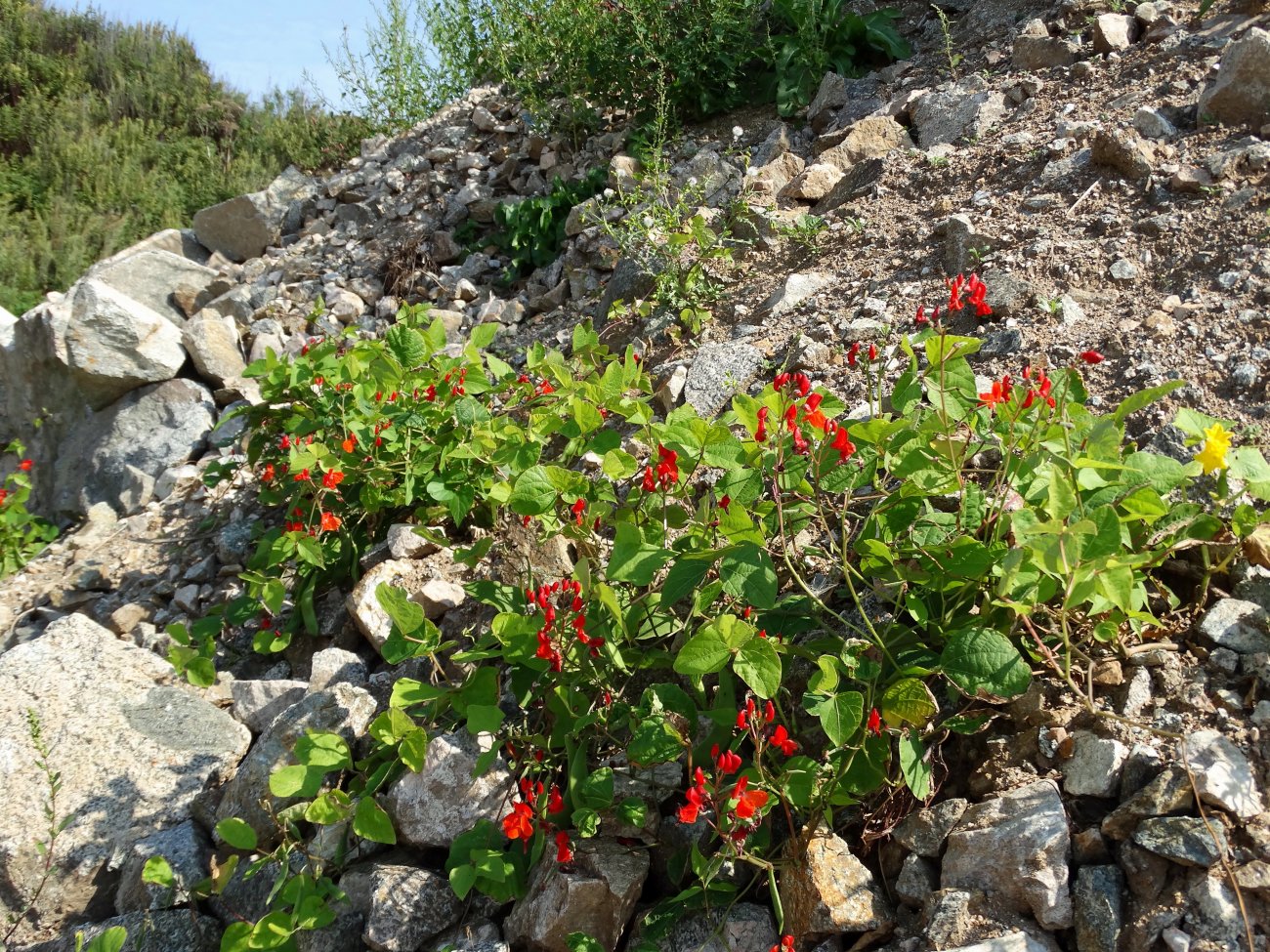 Изображение особи Phaseolus coccineus.