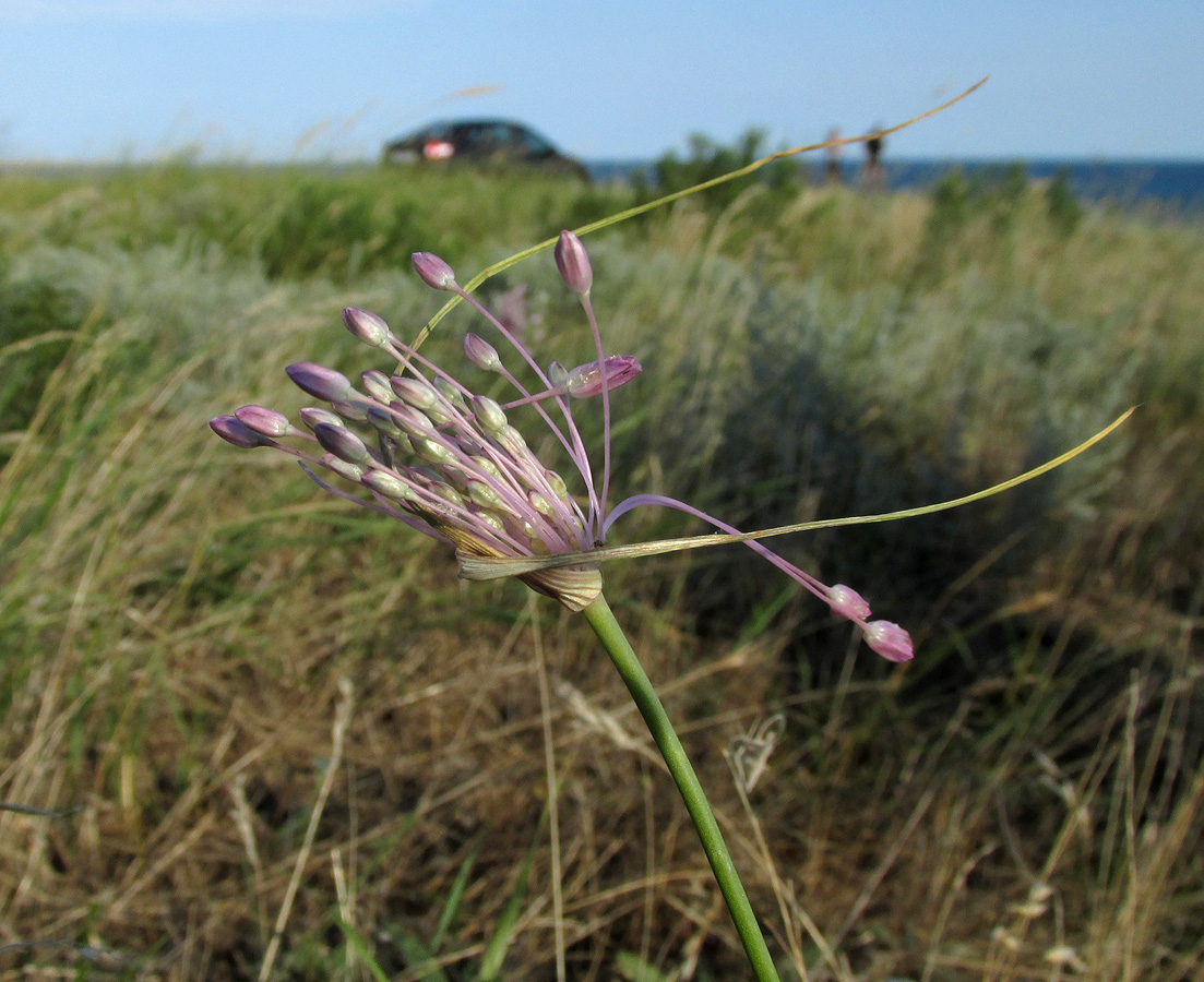 Image of Allium praescissum specimen.