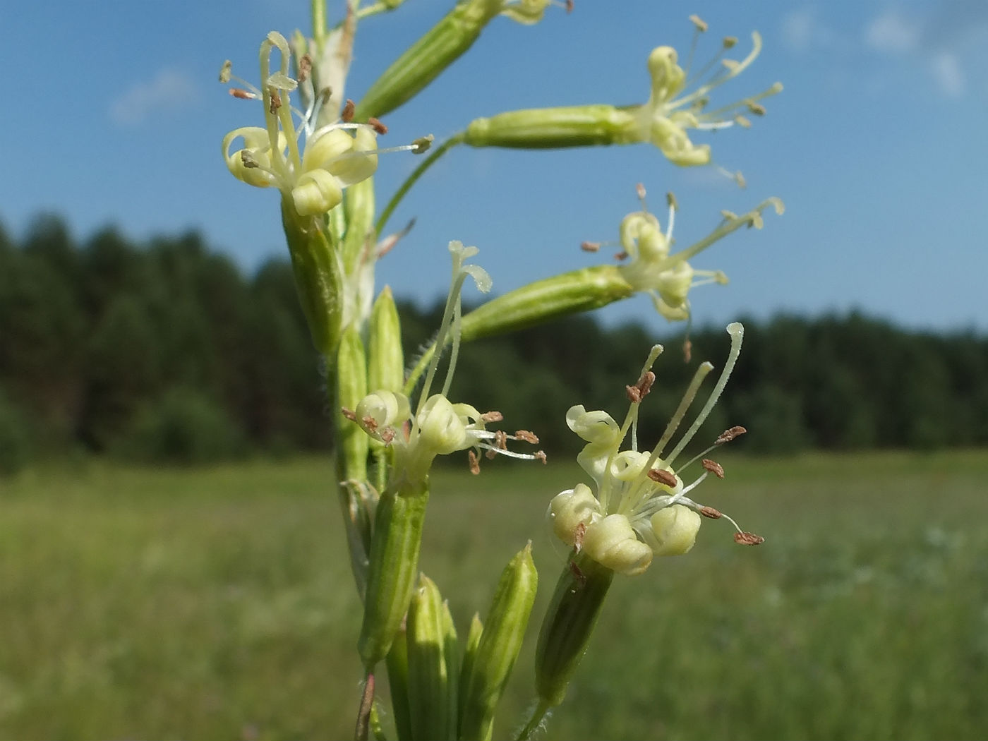 Изображение особи Silene tatarica.