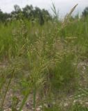 Agrostis gigantea