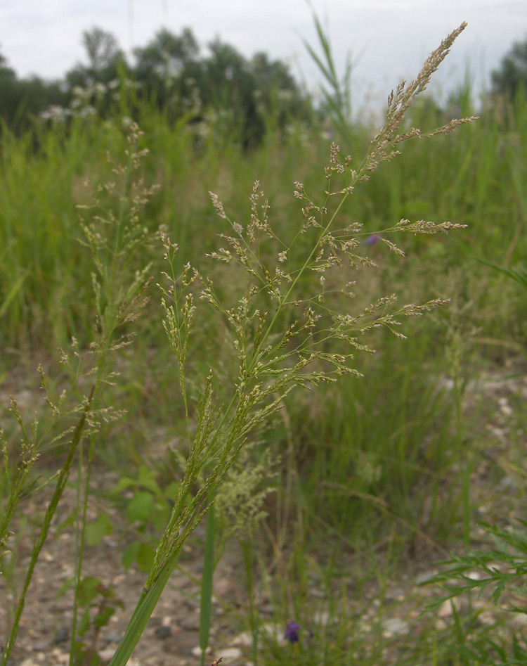 Изображение особи Agrostis gigantea.