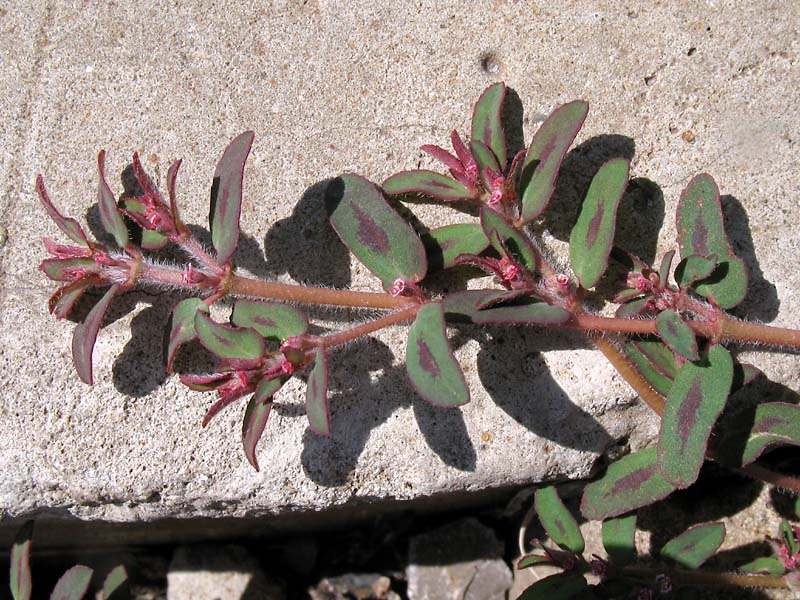 Изображение особи Euphorbia maculata.