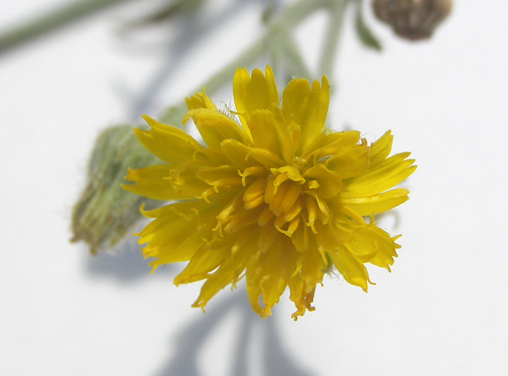 Image of Pilosella echioides specimen.