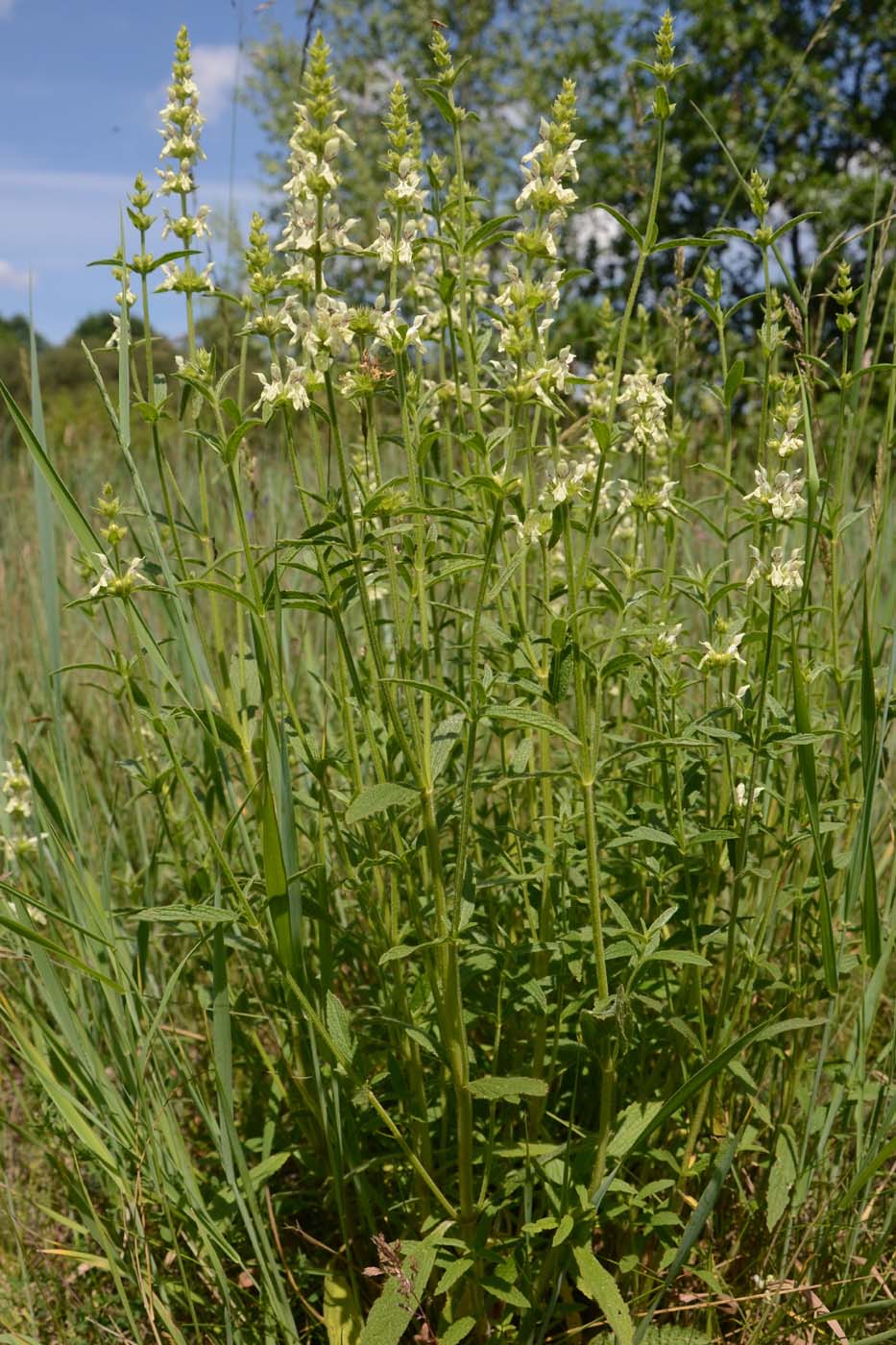 Изображение особи Stachys recta.