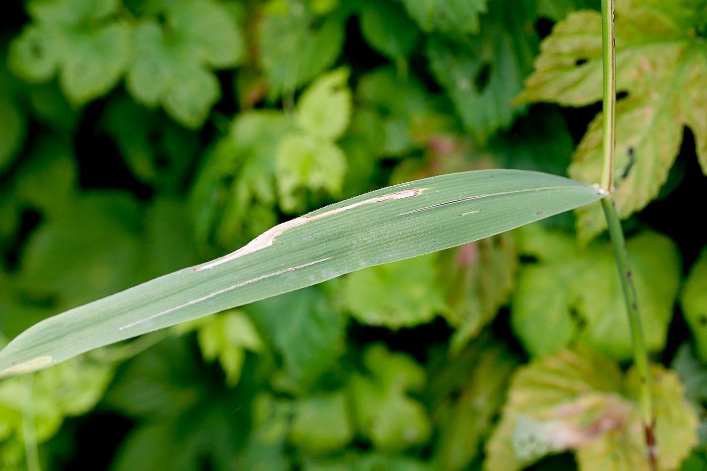 Изображение особи Phragmites australis.