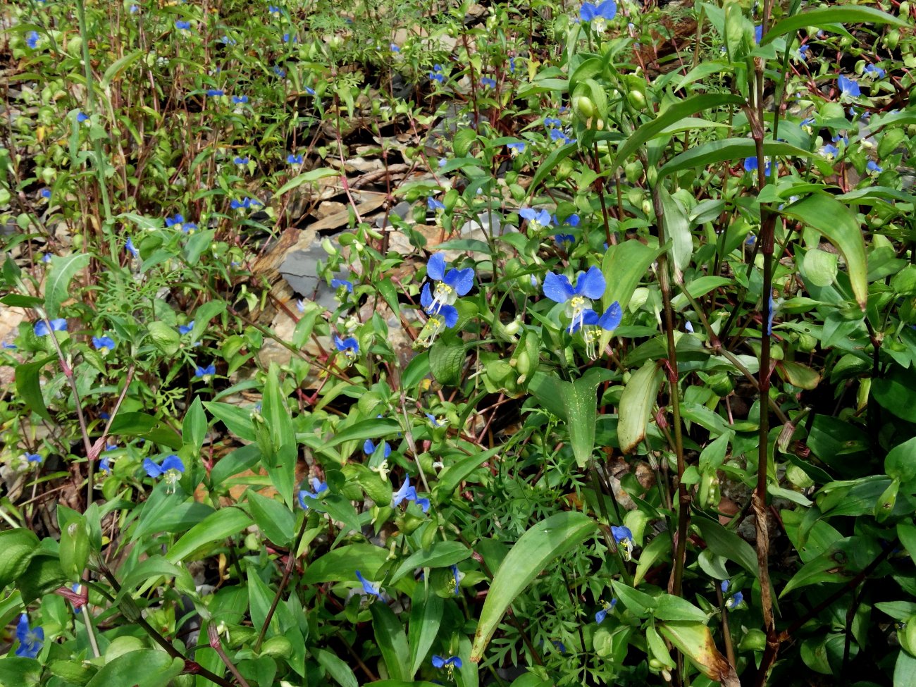 Изображение особи Commelina communis.