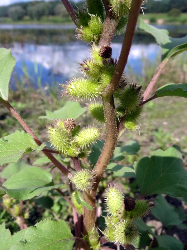 Image of Xanthium orientale specimen.