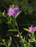 Centaurea jacea. Верхушки цветущего побегов. Ленинградская обл., окр. ж.-д. ст. Кавголово. 12.07.2009.