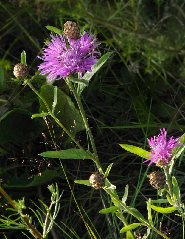 Image of Centaurea jacea specimen.