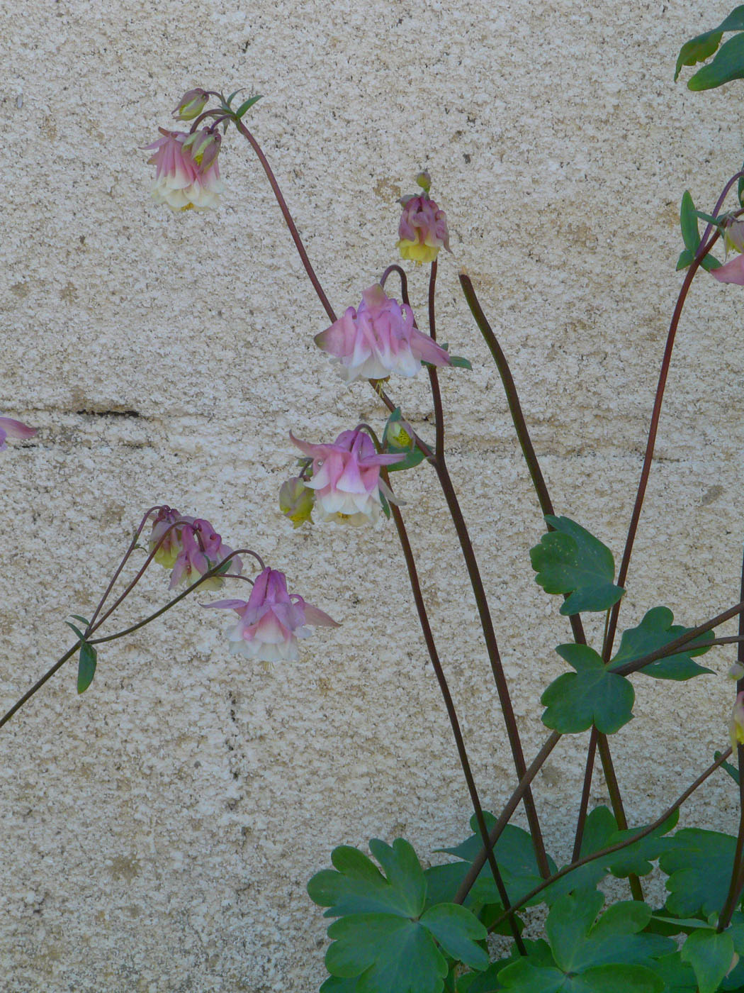 Image of Aquilegia vulgaris specimen.