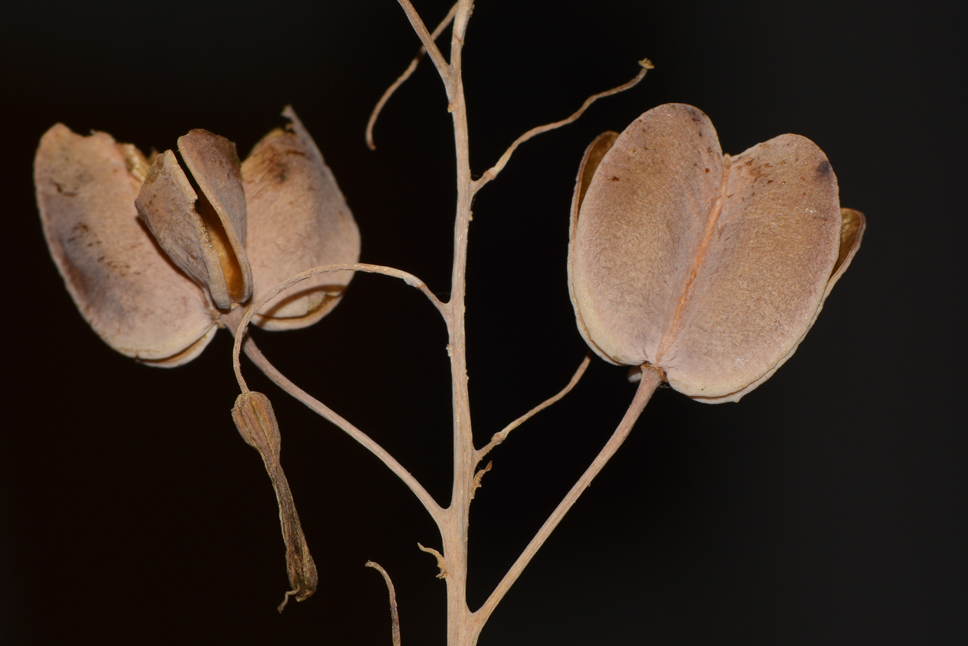 Image of Drimia palaestina specimen.