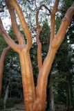 Arbutus andrachne