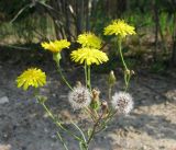 Crepis tectorum. Верхушка растения с распустившимися и нераспустившимися соцветиями, нераскрывшимися и раскрывшимися соплодиями с облетающими семенами. Кировская обл., Яранский р-н, окр. с. Лум, лес, обочина дороги. 23.06.2015.