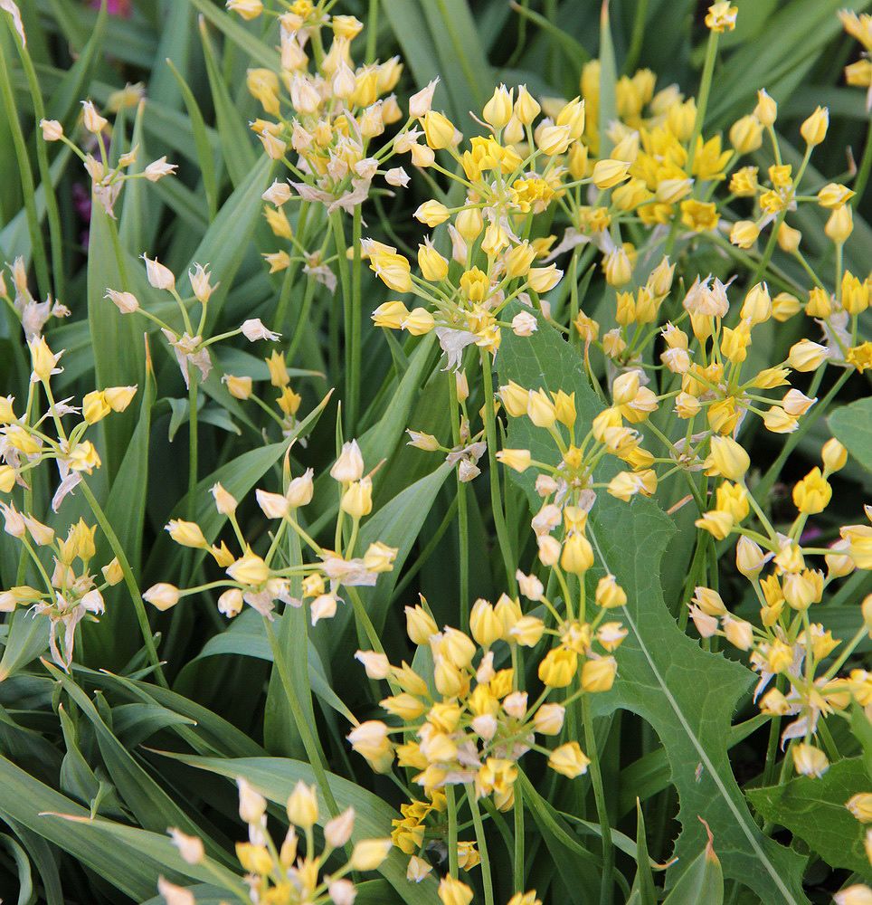 Image of Allium moly specimen.